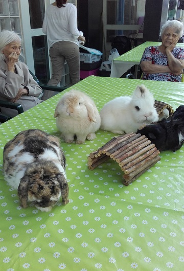 4 lapins en manque de carottes. 