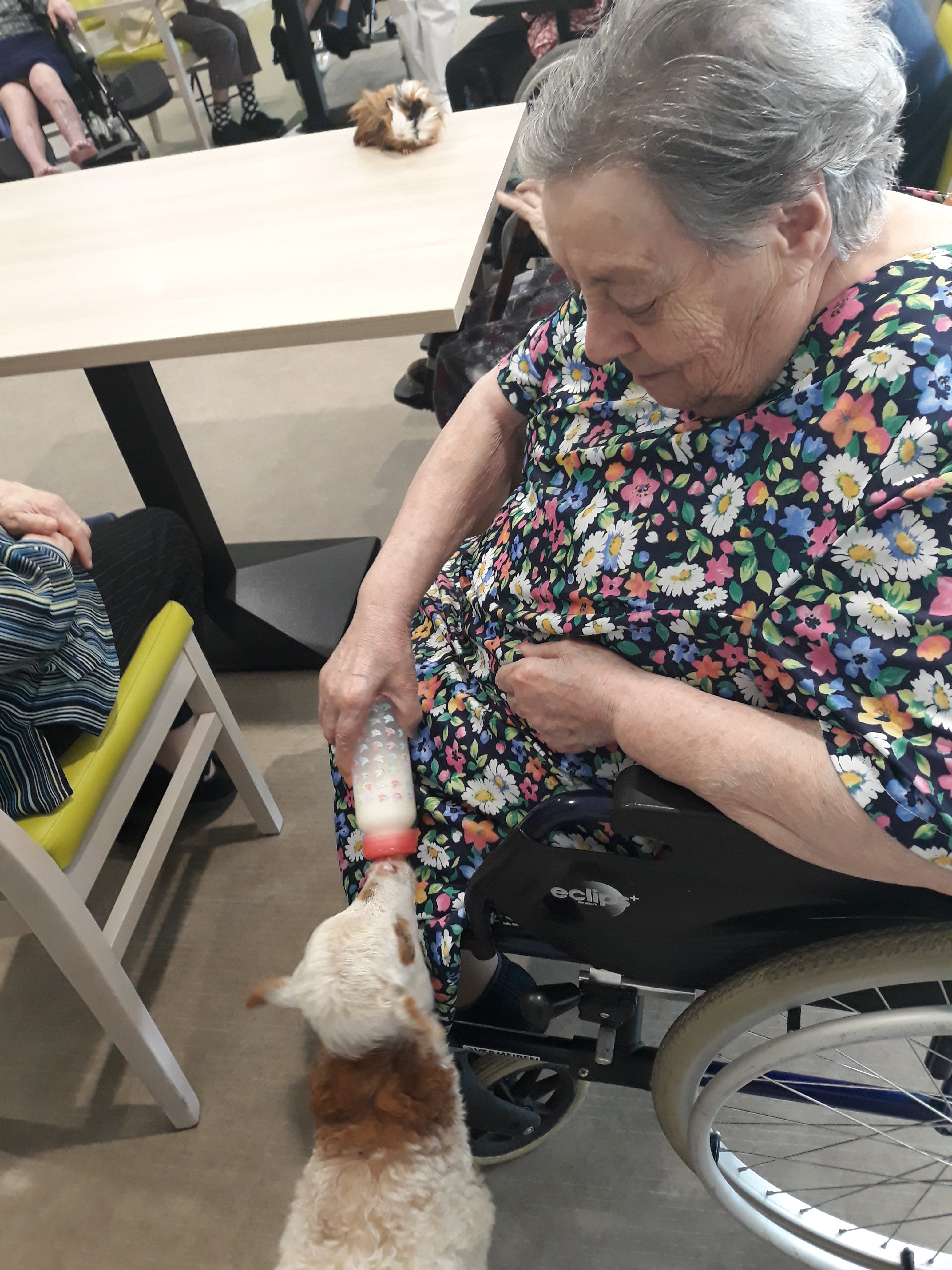 visite des animaux