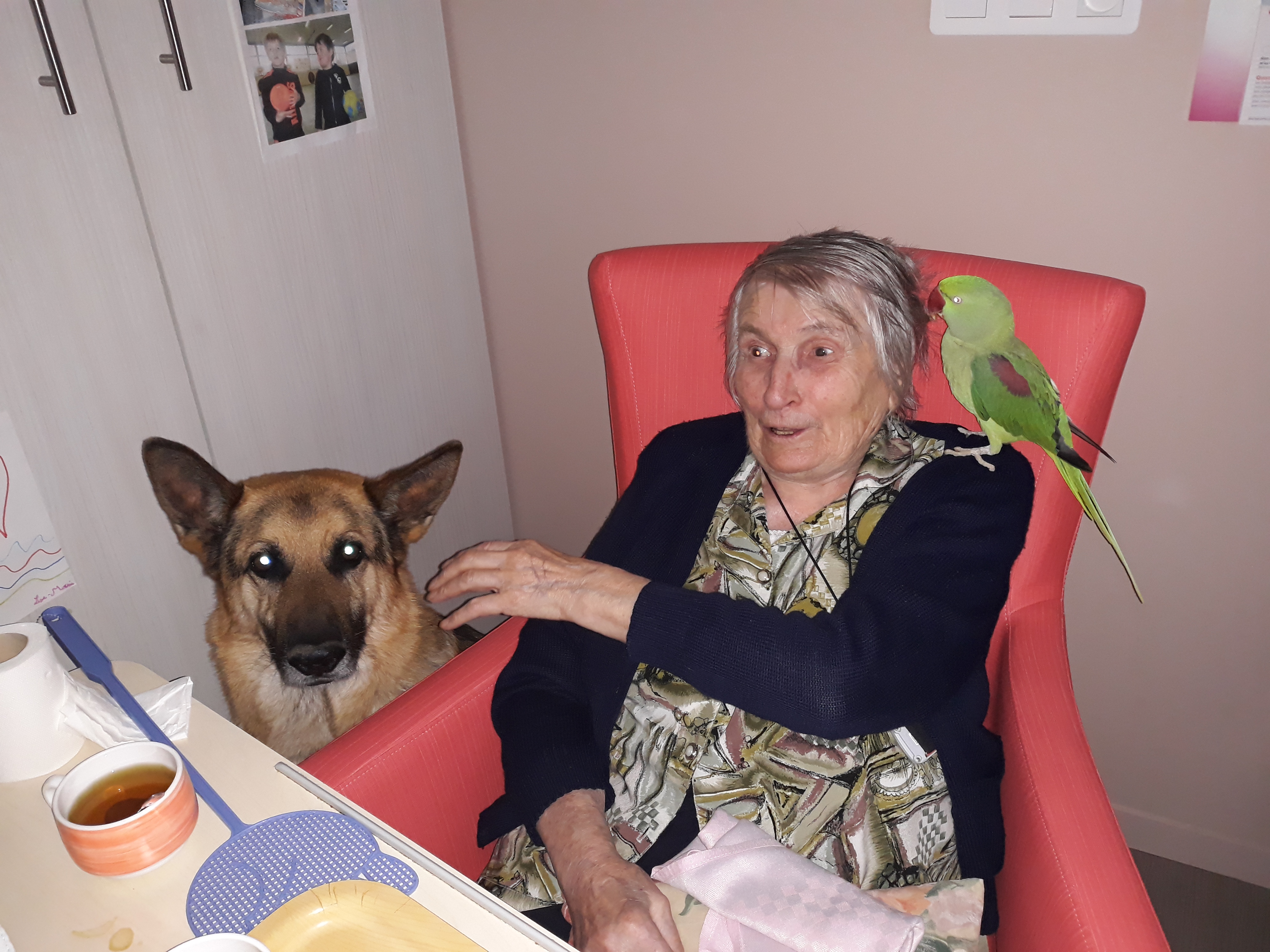 visite des animaux