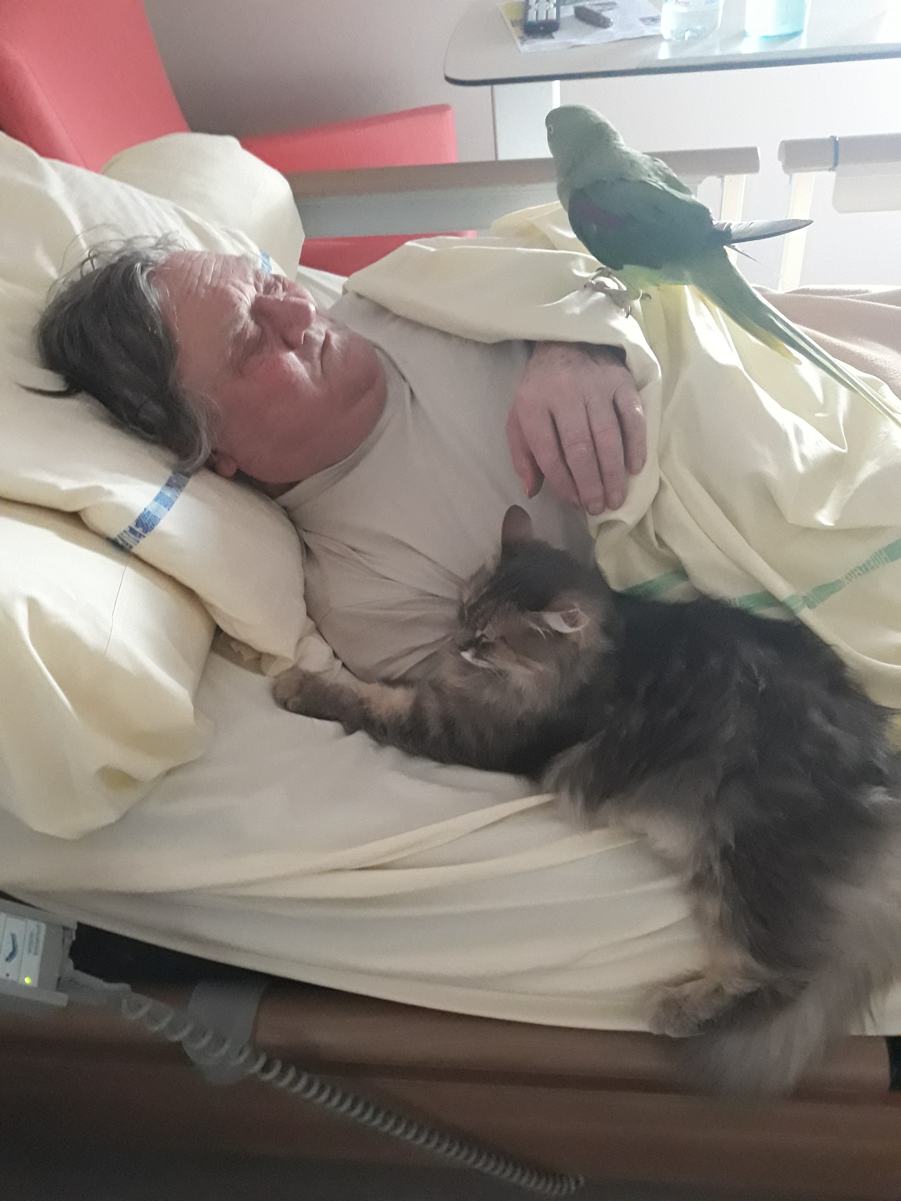 visite des animaux