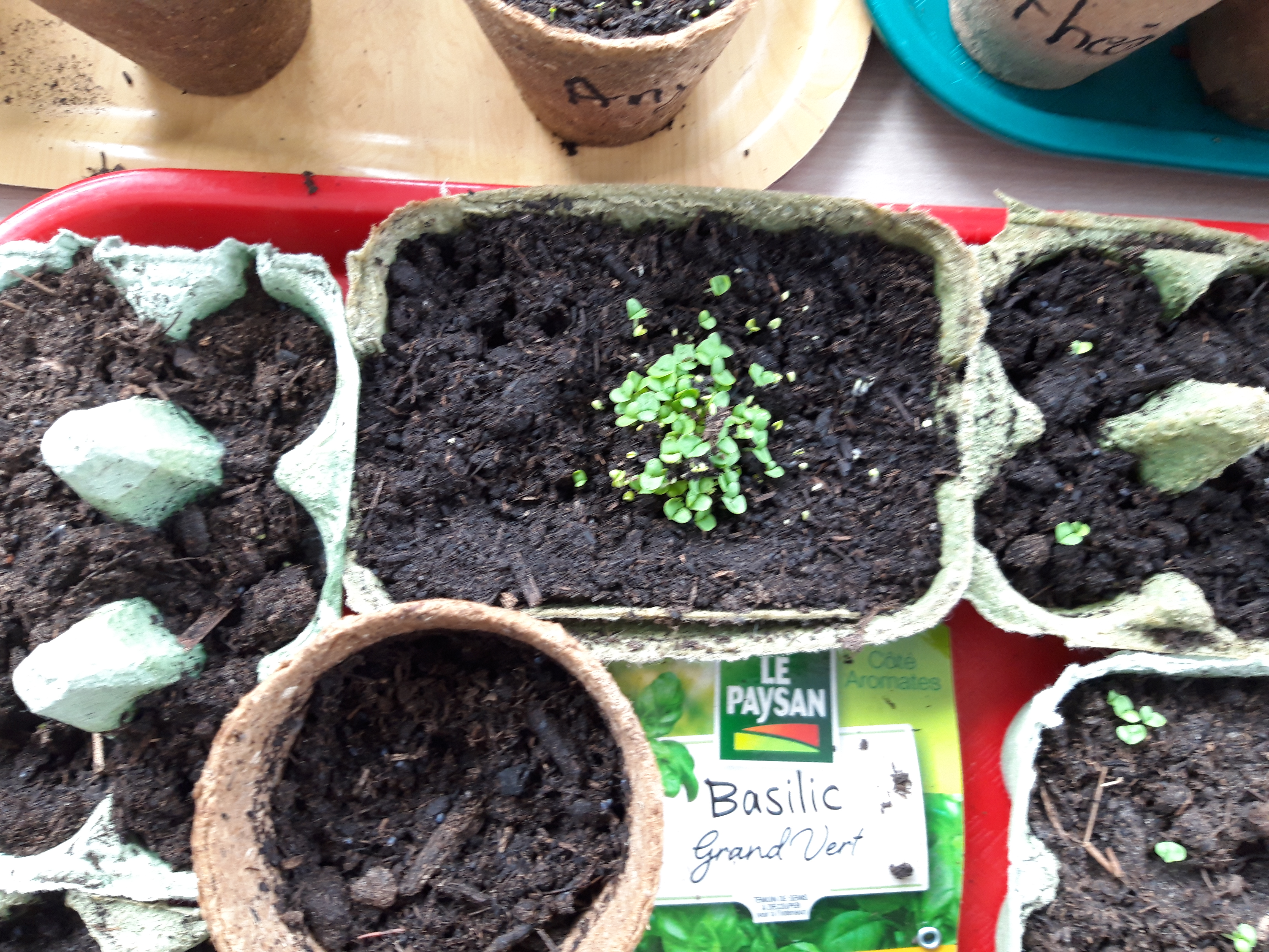 jardinage avec les maternelles