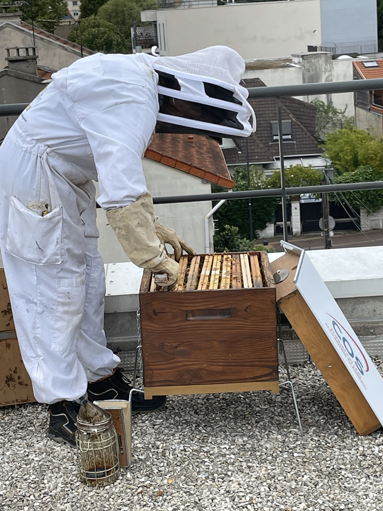 Les apiculteurs viennent prendre soin régulièrement des abeilles