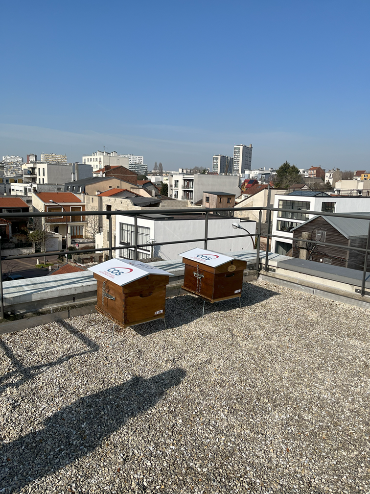 Les ruches aux Sureaux
