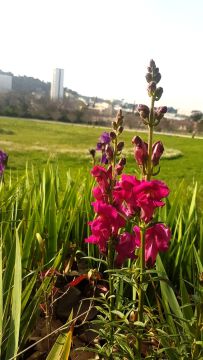Le Parc du COS Saint-Maur se réveille 