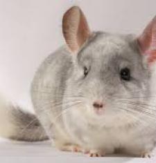 Intervention d'une association de zoothérapie au COS Divio