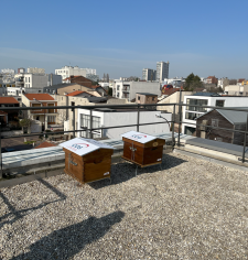 Les ruches aux Sureaux